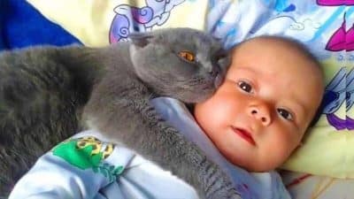 Le chat ne laisse pas le bébé dormir, la vérité éclate et la police intervient !